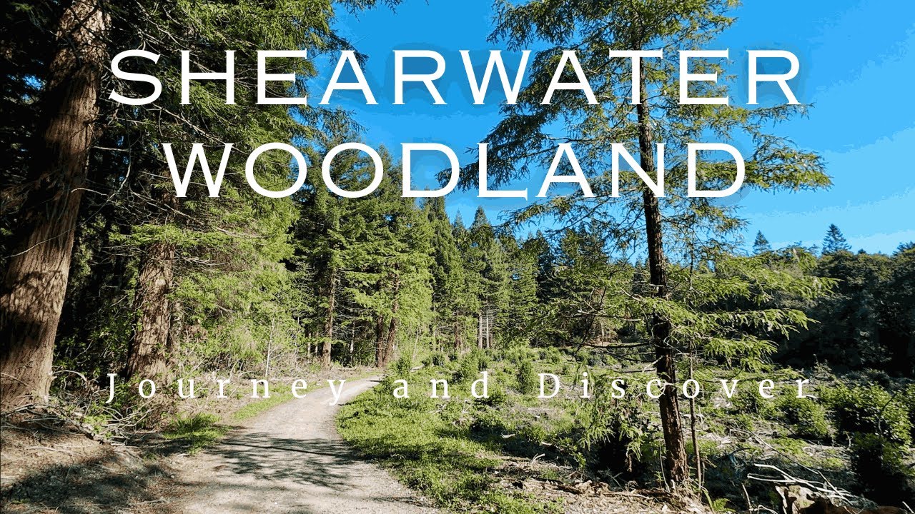 [4K] Peaceful woodland walk around Shearwater, Wiltshire.