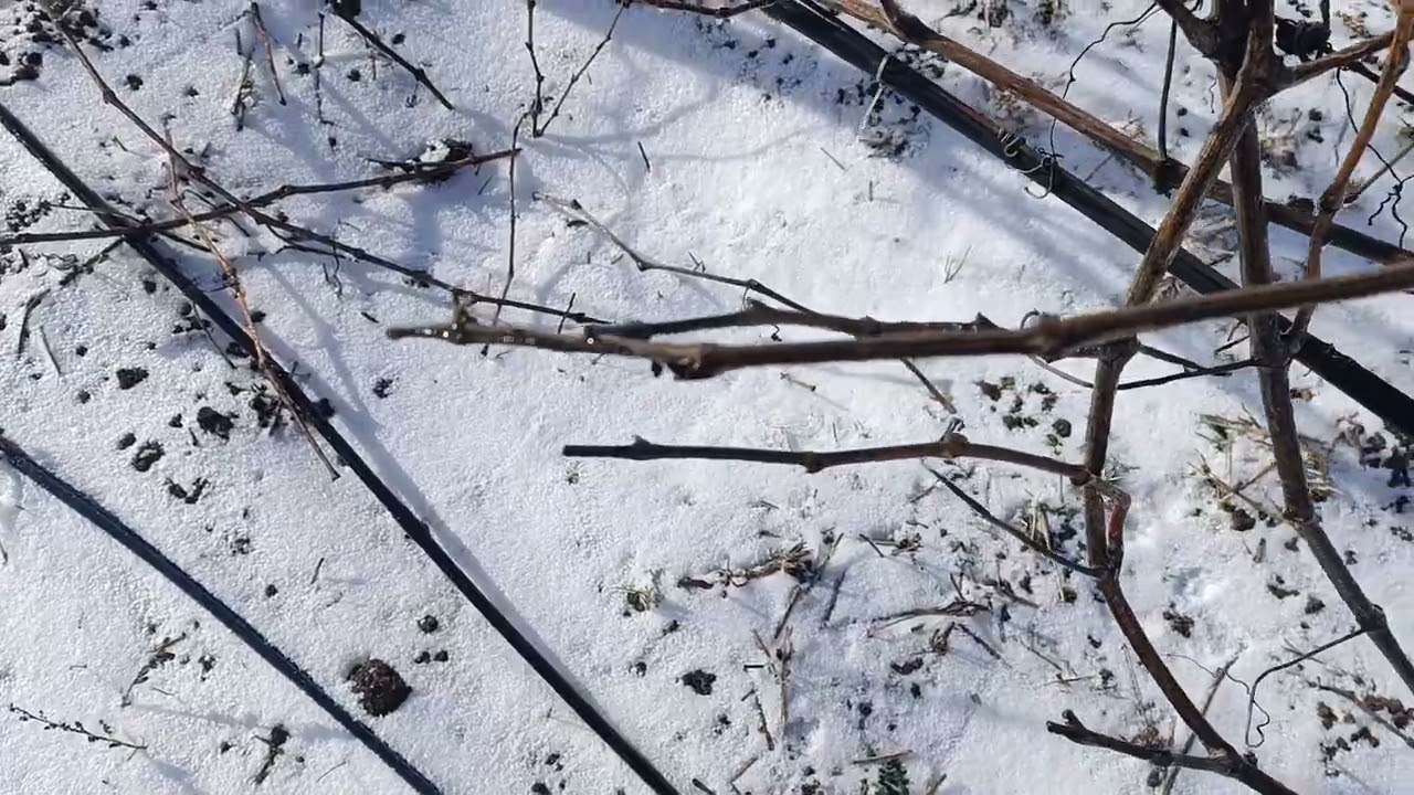 Стан дерев після обледеніння