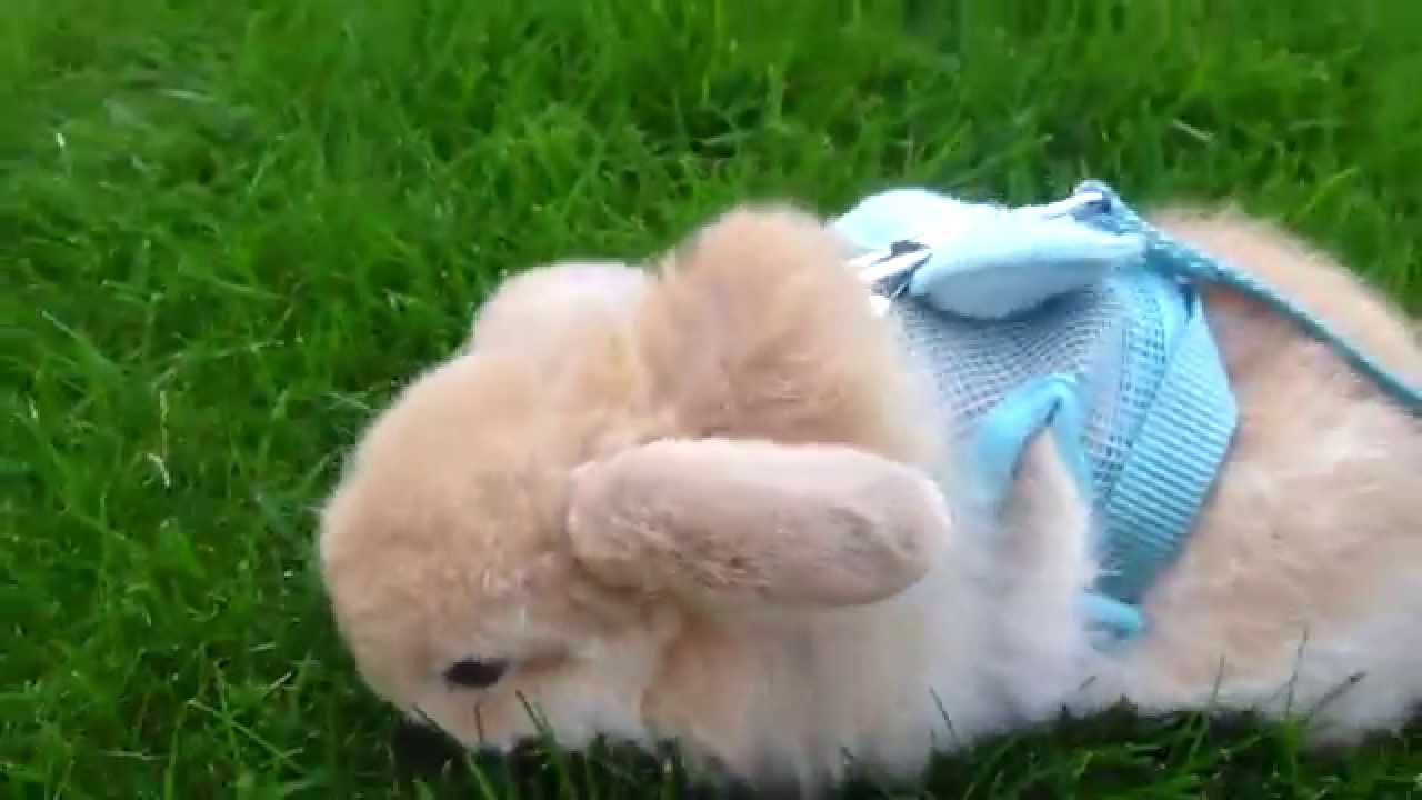 Miniature lop eared bunny - QQ Summer - Day out 1