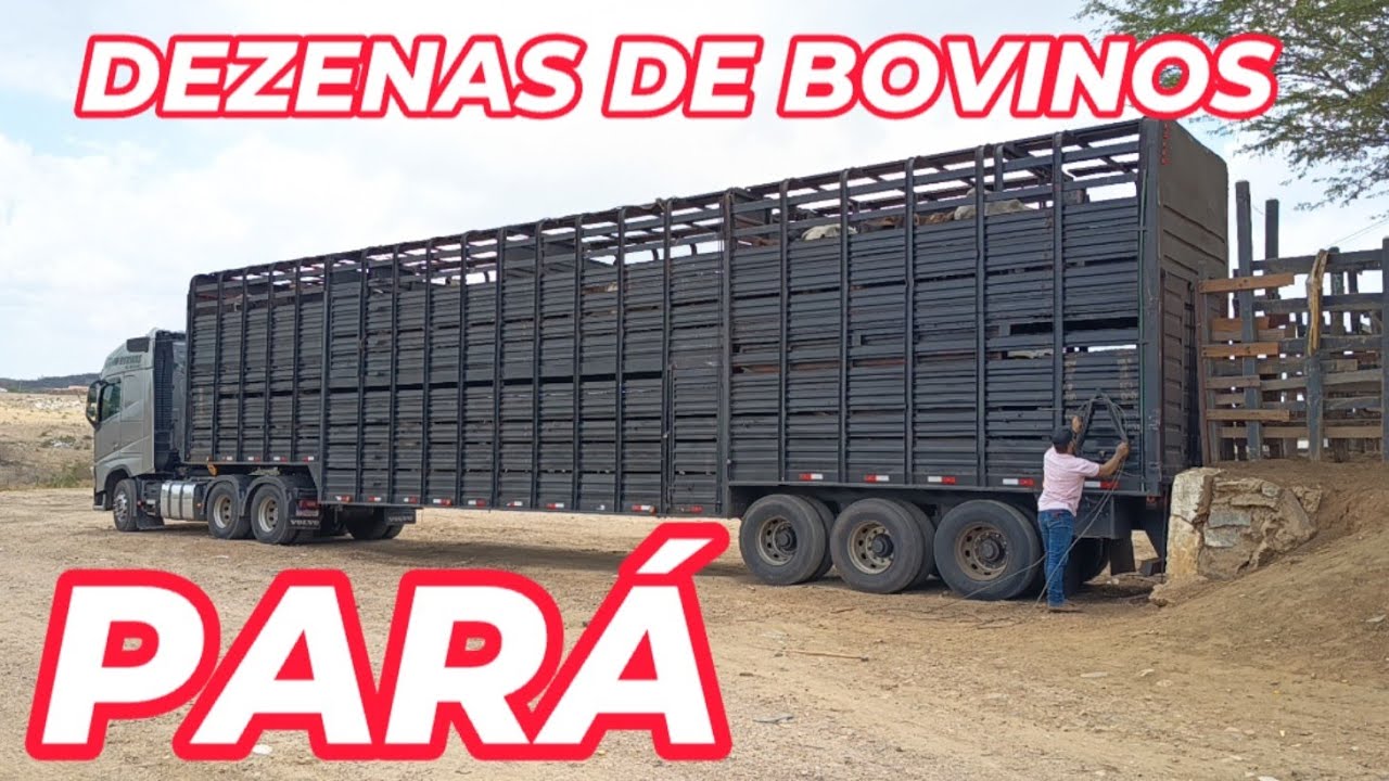 Dezenas de bovinos indo para o Pará