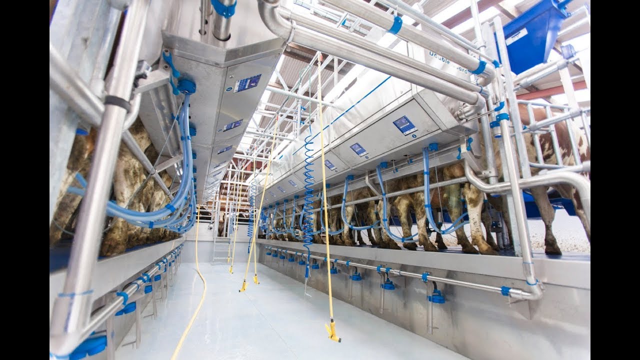 Double 10 Milking Parlour all Stainless Steel!