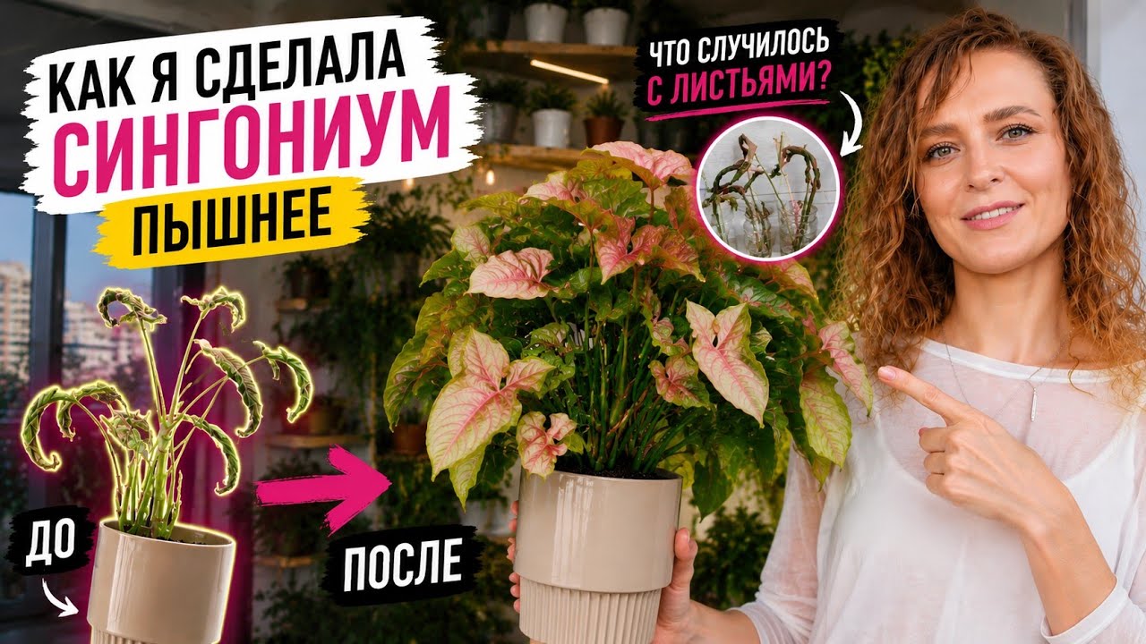 🟣🟢 ПЫШНЫЙ СИНГОНИУМ БЕЗ СКРУЧЕННЫХ ЛИСТЬЕВ: Как победить?