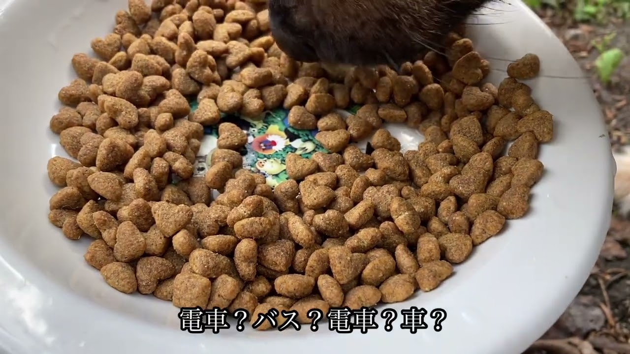 犬！ご飯もぐもぐBGM！給水ASMRも！