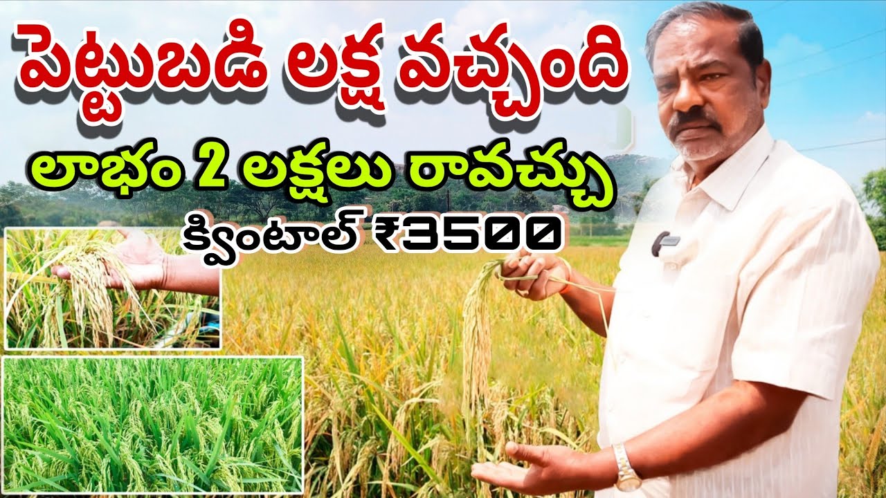 High yielding paddy variety farming in telugu/ఫ్రీగా సీడ్,క్వింటాల్ ₹3500 కొంటారు