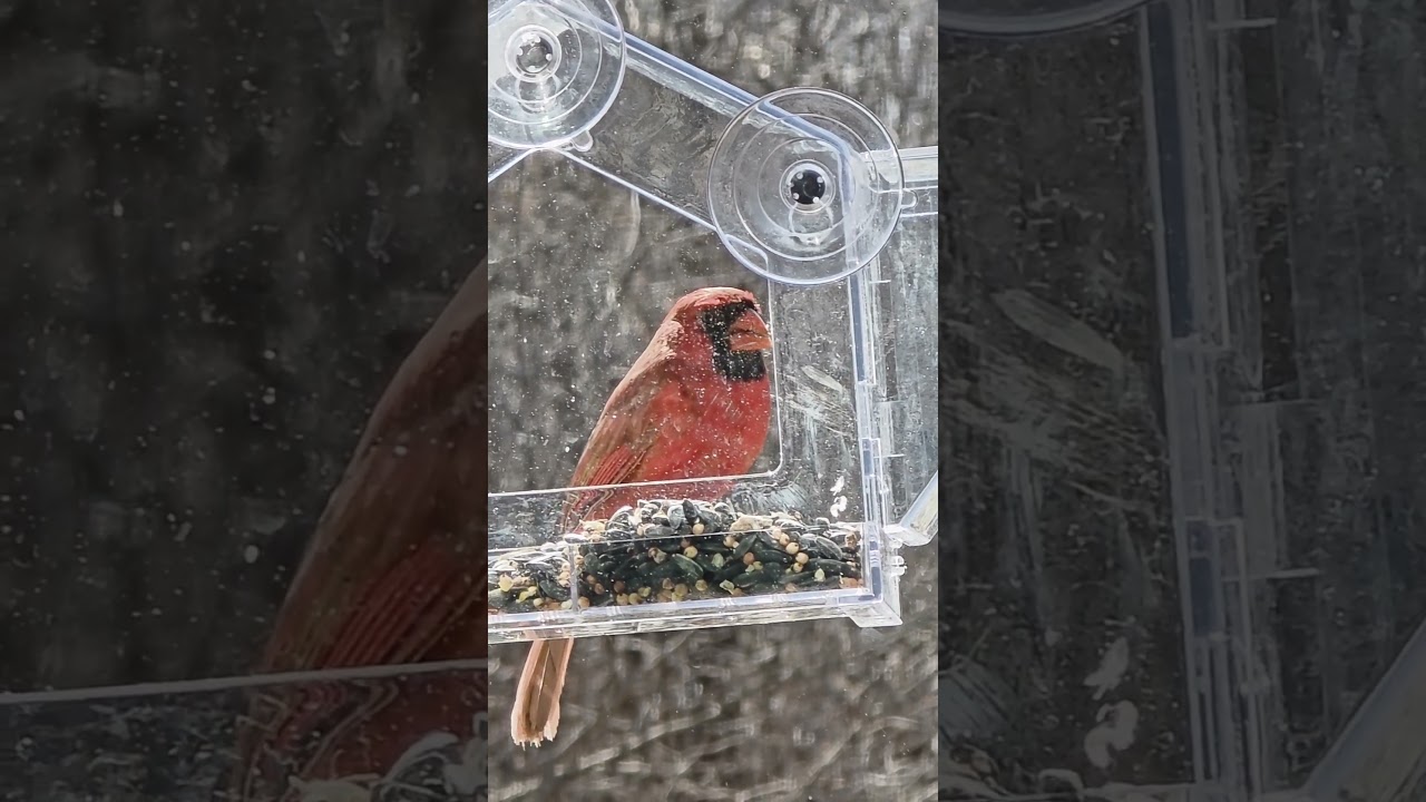 2/27/2026 Feeding birds and nice weather for a change in Michigan