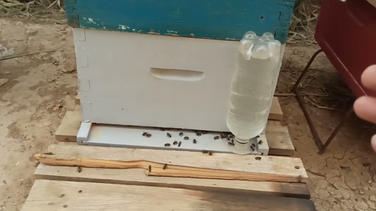 هل نستطيع تقسيم خلايا النحل في فصل الصيف بعد جني العسل ؟#تقسيم_النحل