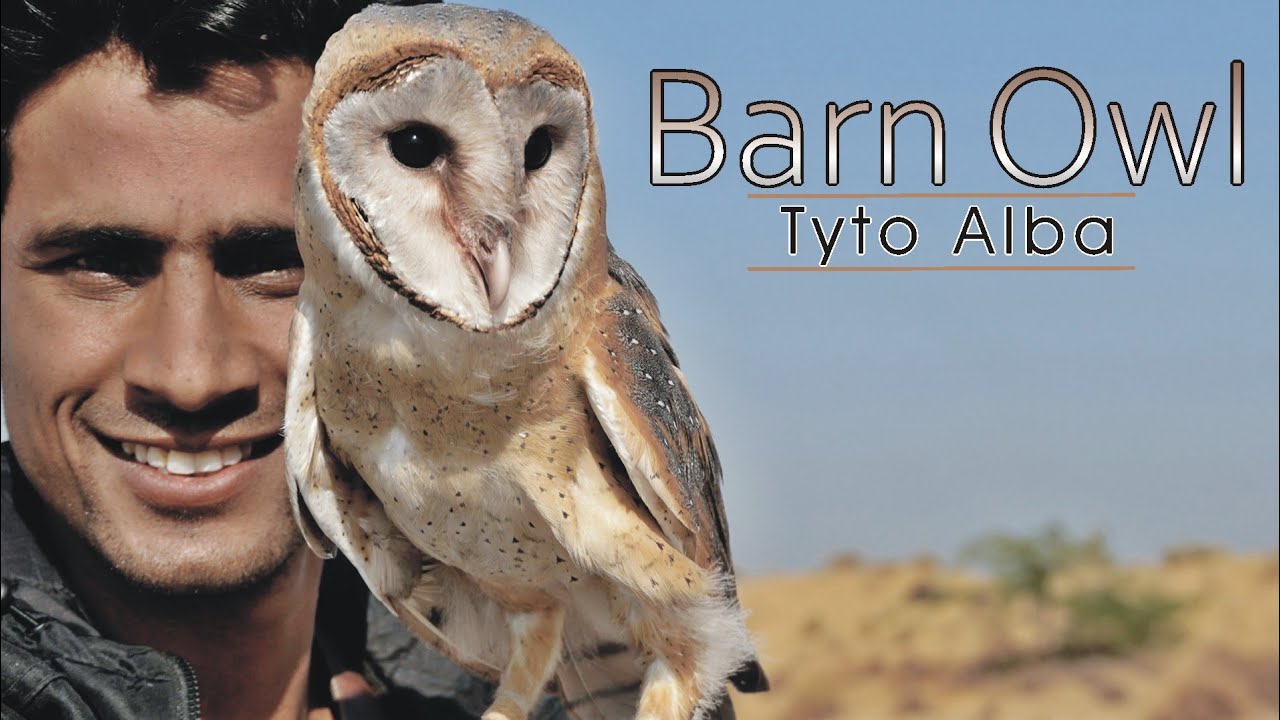 Barn Owl  |A-z Information