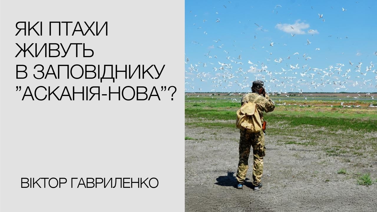 Віктор Гавриленко про птахів Асканії-Нова