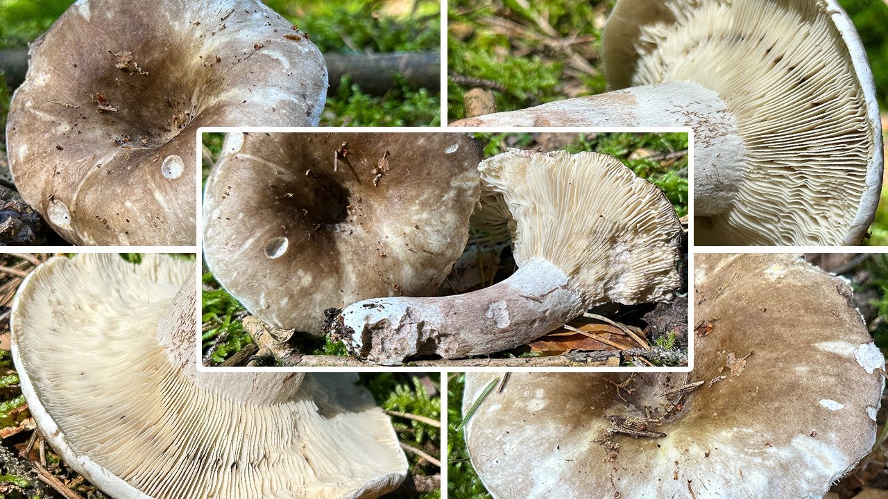 Dichtbl&auml;ttriger Schw&auml;rzt&auml;ubling Verwechslung & Portrait, Schw&auml;rt&auml;ublinge essbar?  Russula densifolia