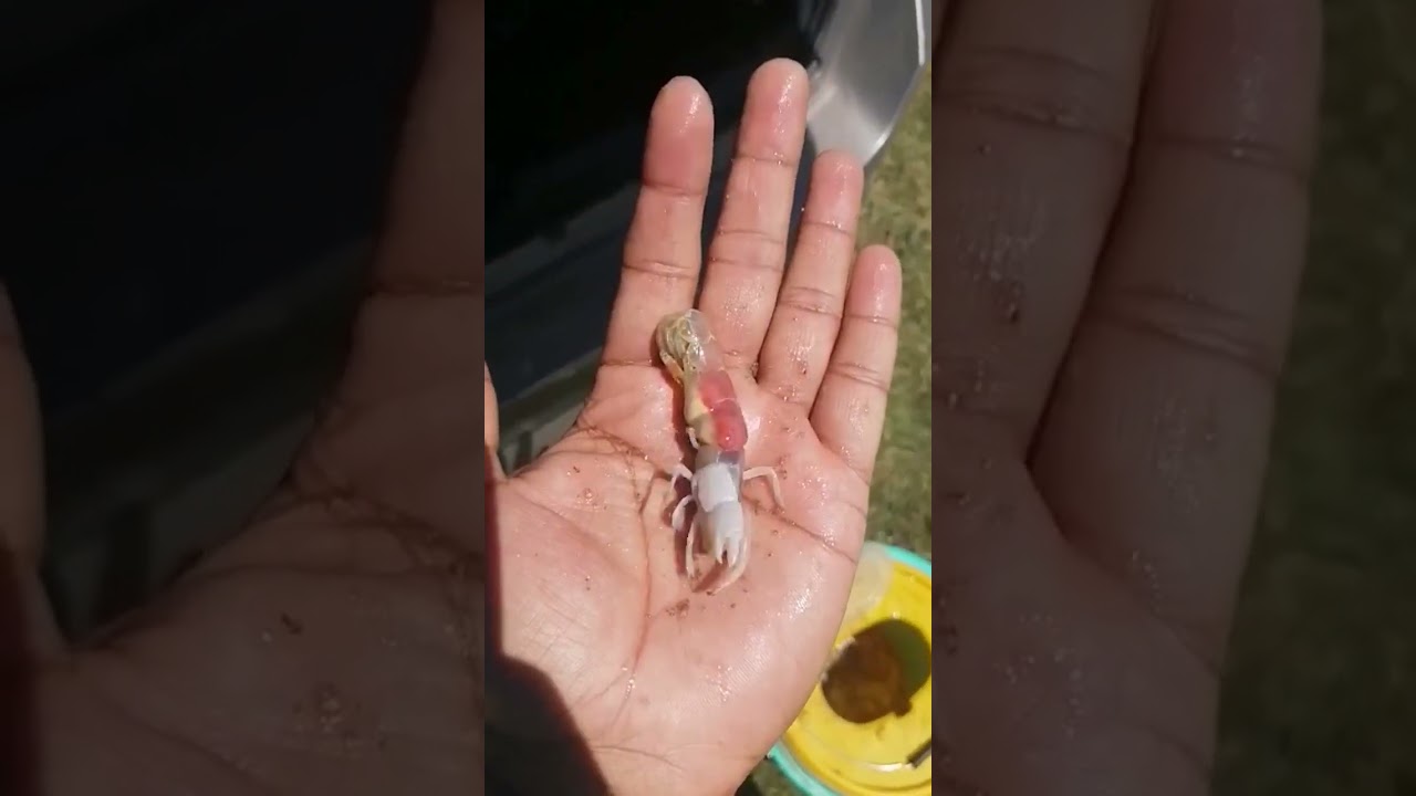 Cracker Shrimp #saltwaterfishing #beach #mudprawn #fishing