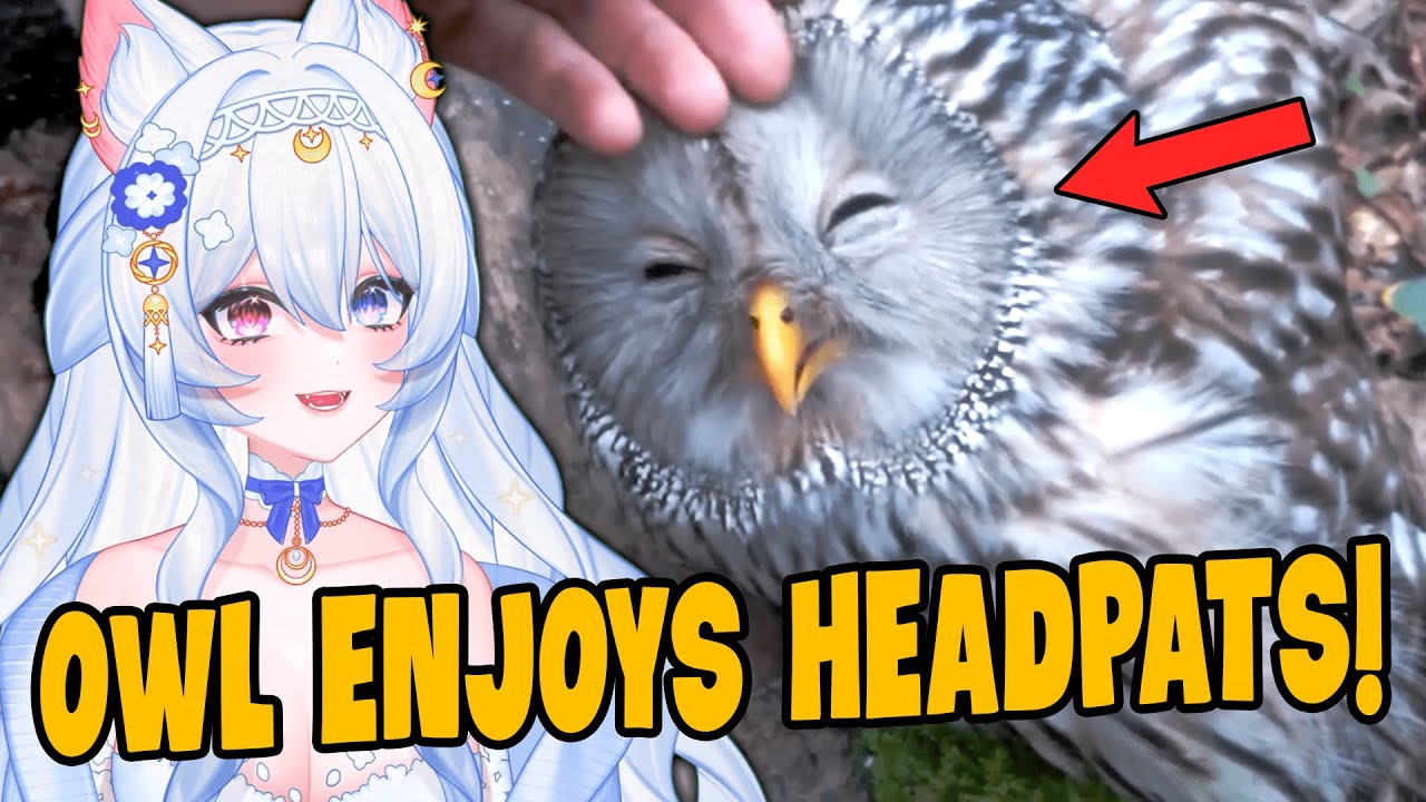 Owl Enjoys Headpats! | Yueho Reacts to Daily Dose of Internet