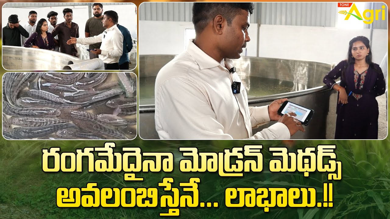 Murrel Fish Farming Training | రంగమేదైనా మోడ్రన్ మెథడ్స్ అవలంబిస్తేనే లాభాలు..!! Tone Agri