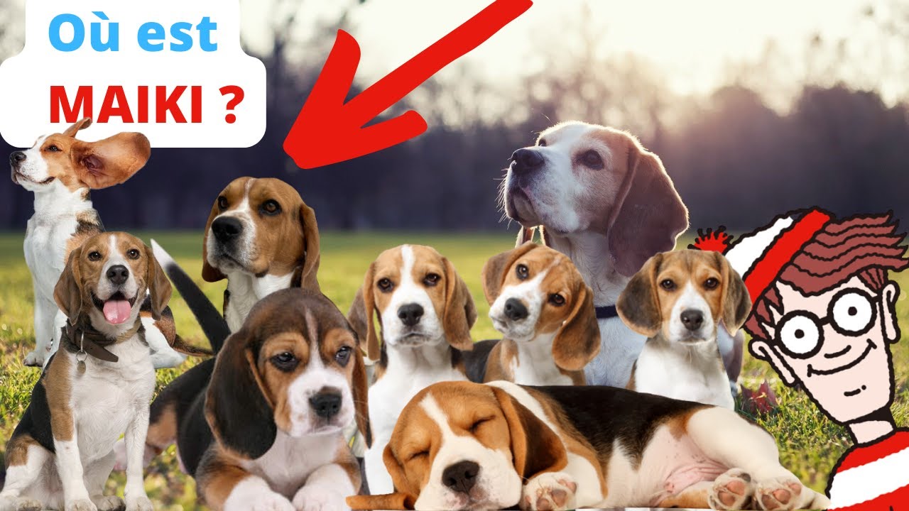 ÉLEVAGE DE BEAGLE | RETOUR DANS LA FAMILLE