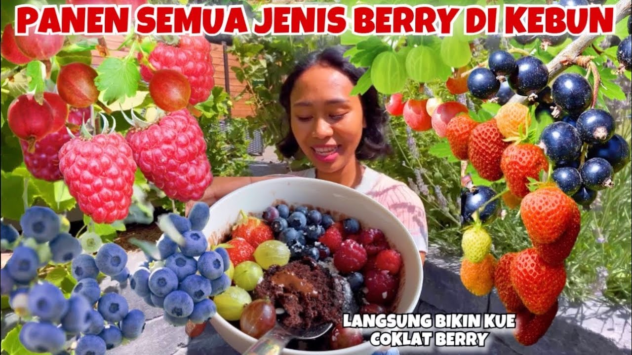 PETIK SEMUA JENIS BUAH BERRY DI KEBUNKU