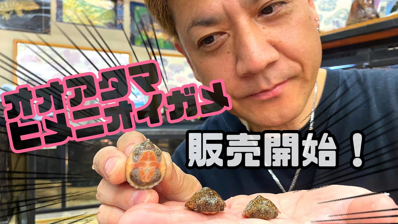 【オオアタマヒメニオイガメ❗️】宇宙規模🚀番外編【おまたせ‼️可愛いベビー😍】