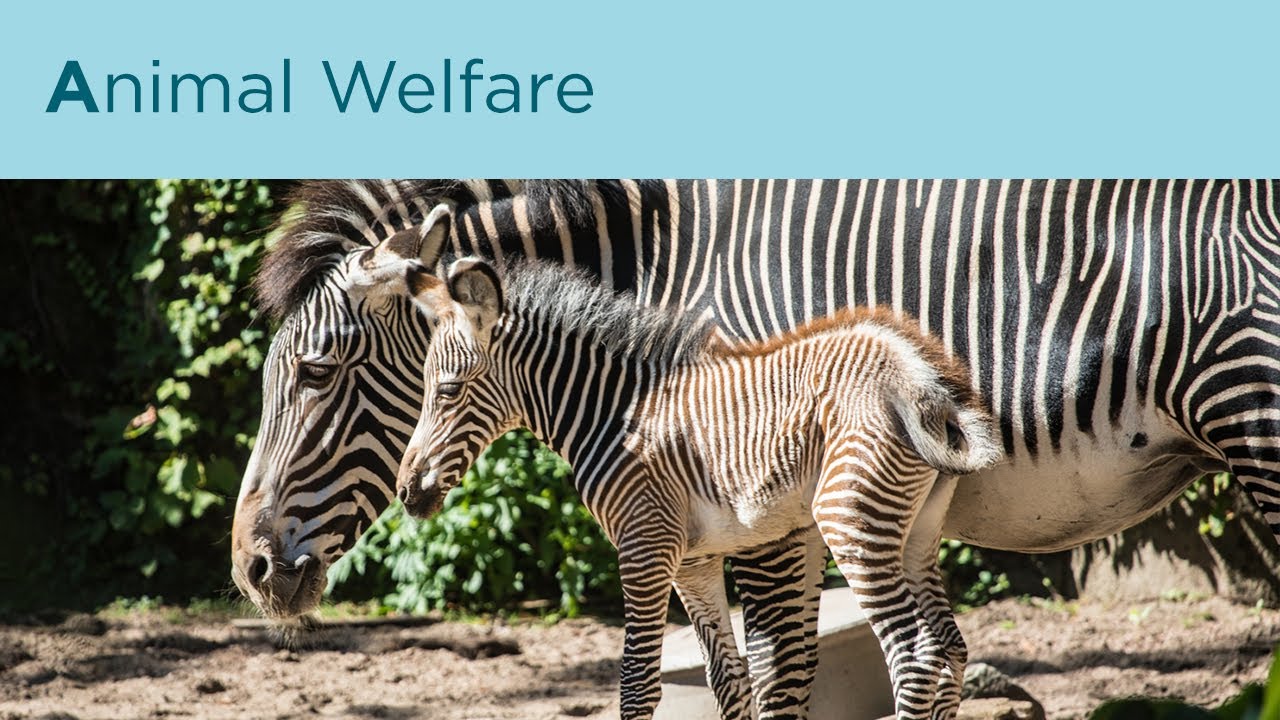 A for Animal Welfare