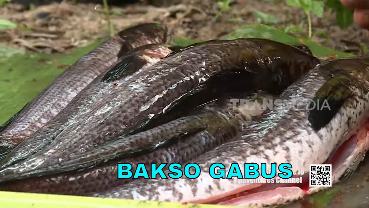 Gurih Kenyal Bakso Gabus Yang Menggugah Selera | JEJAK SI GUNDUL  (03/12/24)