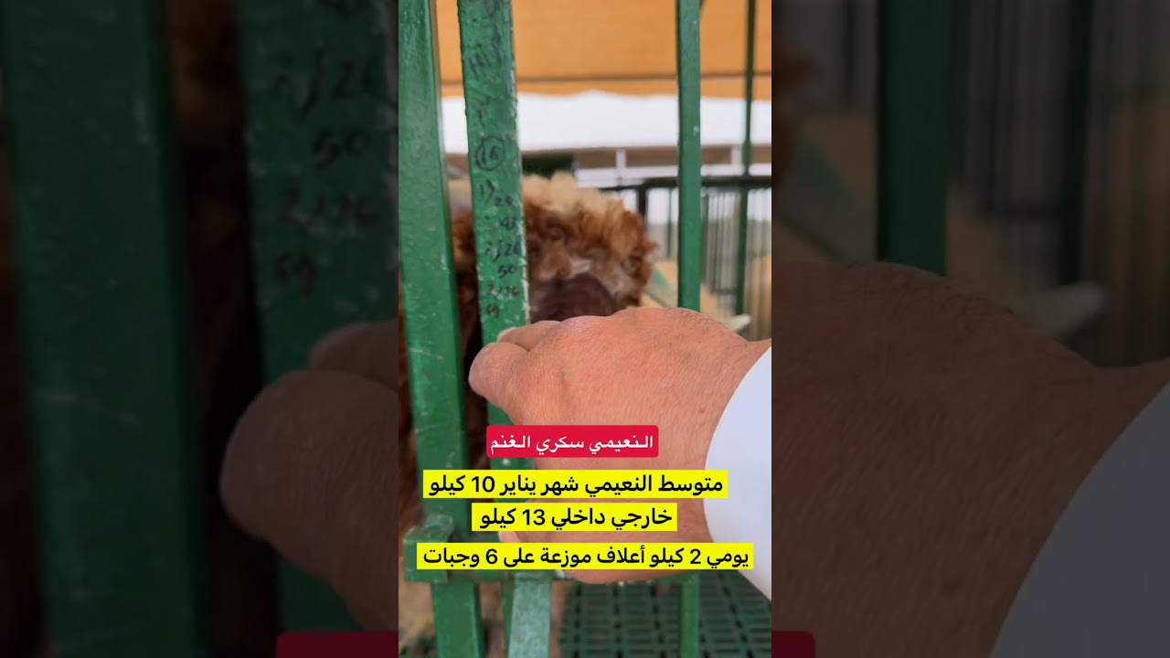 تقرير عن تحويل لحوم الاغنام شهر يناير 