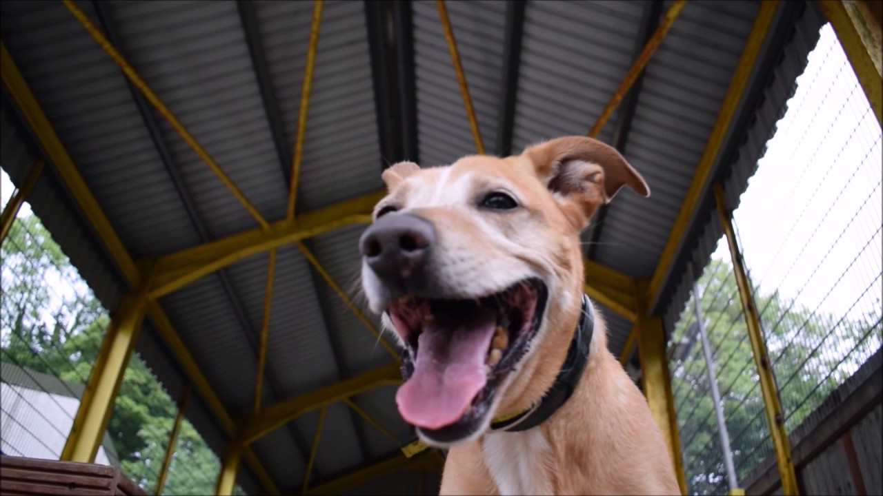 Dogs Trust Glasgow: Ollie