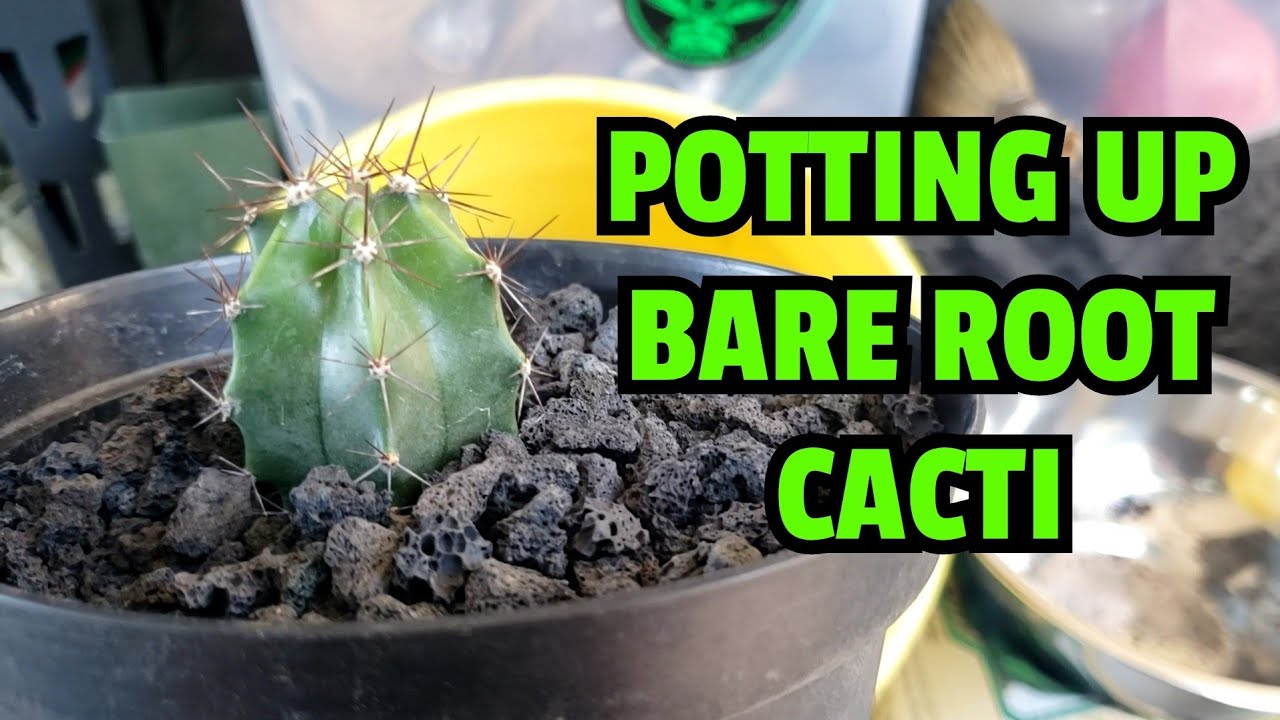 Potting up bare root cacti