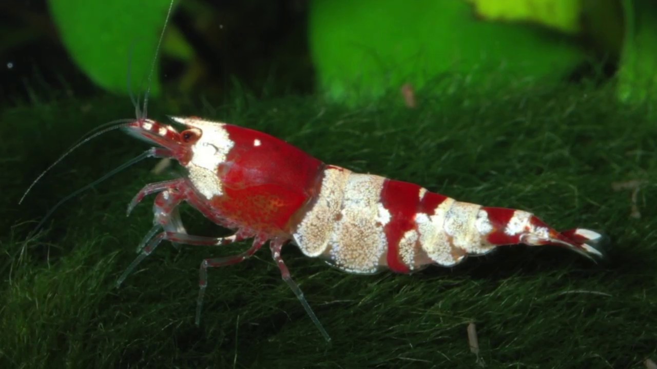 Crystal Red Shrimp, fragile, beautiful, difficulty in breeding? Are they really that hard to keep?