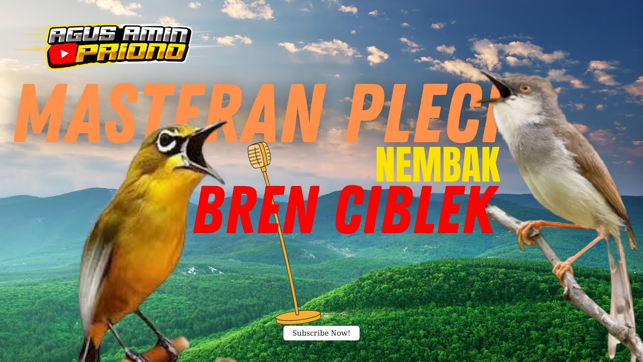 MASTERAN PLECI BREN CIBLEK RAPAT | MASTERAN PLECI BINTANG FULL NEMBAK