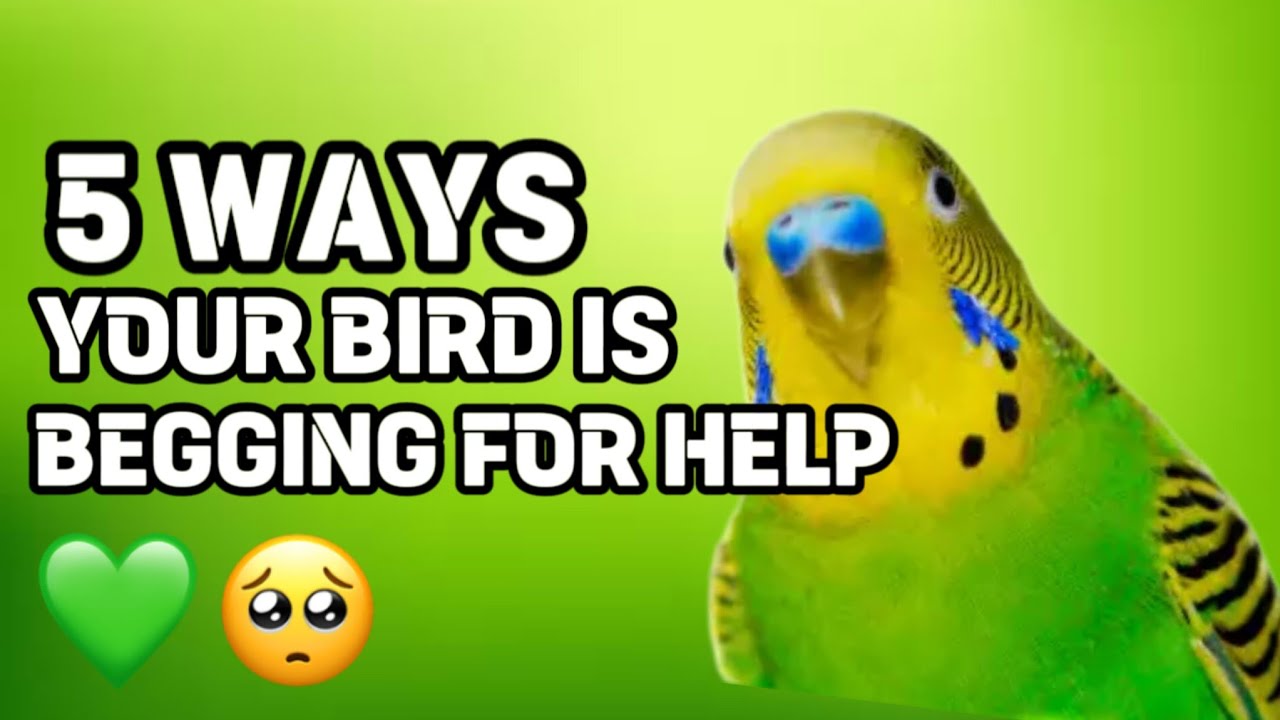 5 Ways Your Bird is Begging For Help