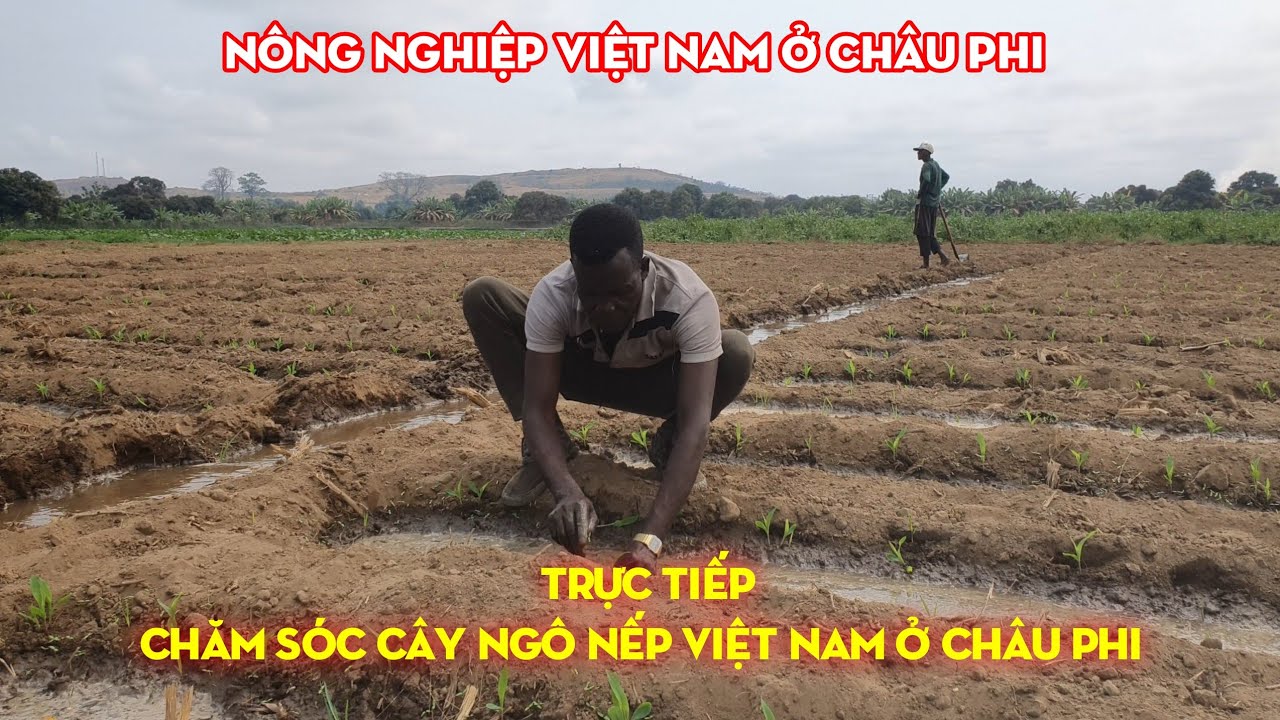 Trực Tiếp Chăm Sóc Cây Ngô Nếp Ở Châu Phi