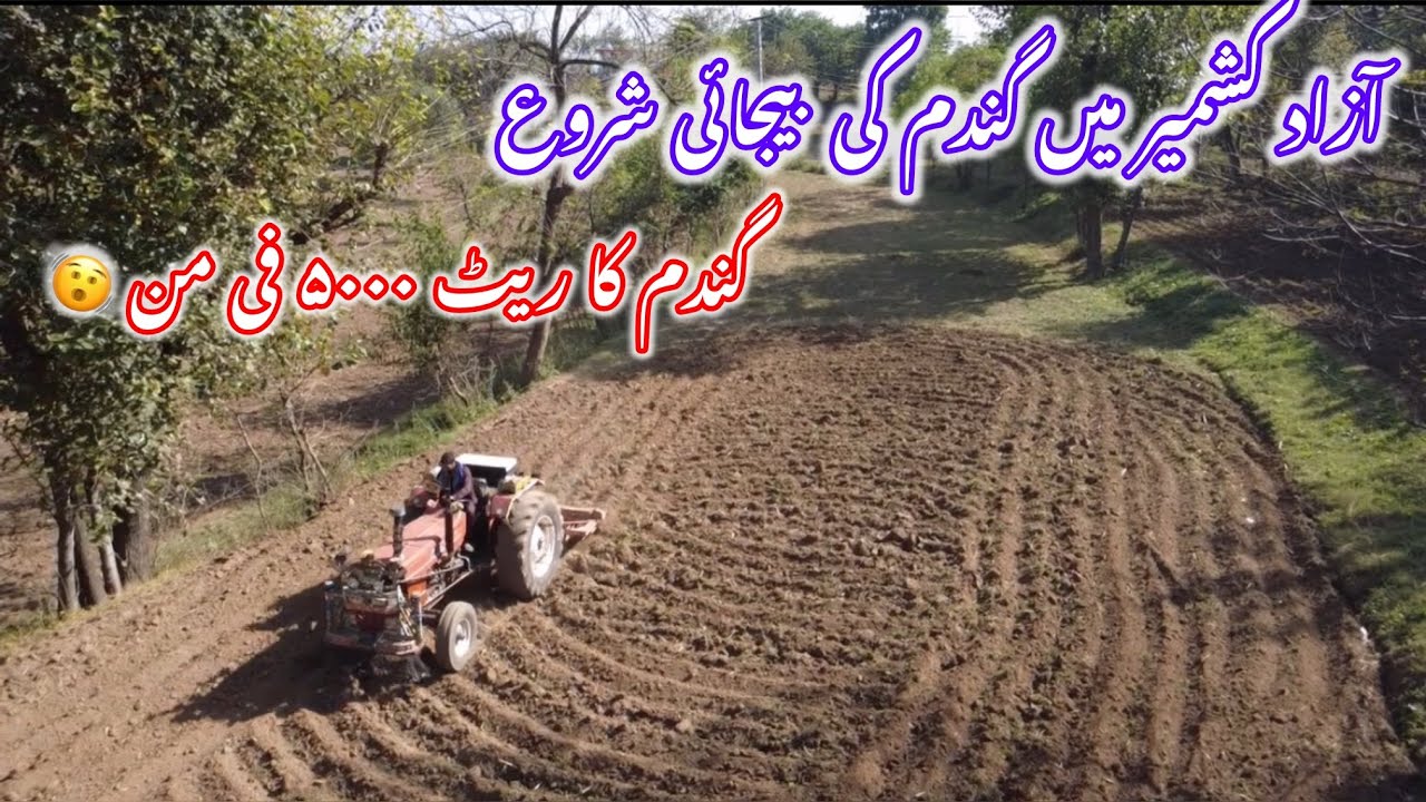 Azad Kashmir mein gundem ki kasht sharo Gundem ka rate up hogaya 🫨#villagelife ￼
