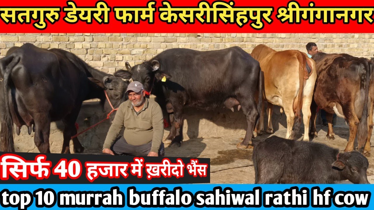 सिर्फ 40000 में खरीदो भैंस! ट्रांसपोर्ट फ्री! 6 भैंस और 4 गाय बिकाऊ। satguru Dairy Farm Ganganagar