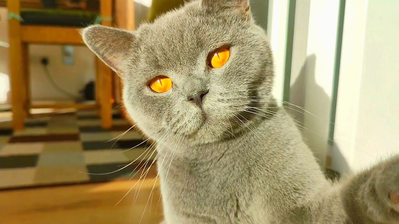 This British Shorthair Kitten Does Tricks