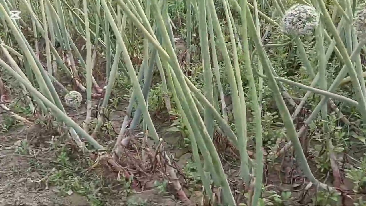 পেঁয়াজের বীজ উৎপাদন পদ্ধতি  বা কদম চাষ #onion #farming #agriculture #highlights 