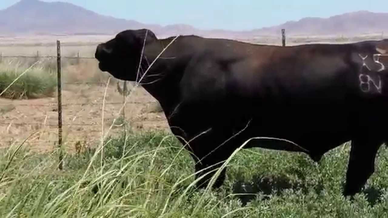 Bulls are a lot of trouble!