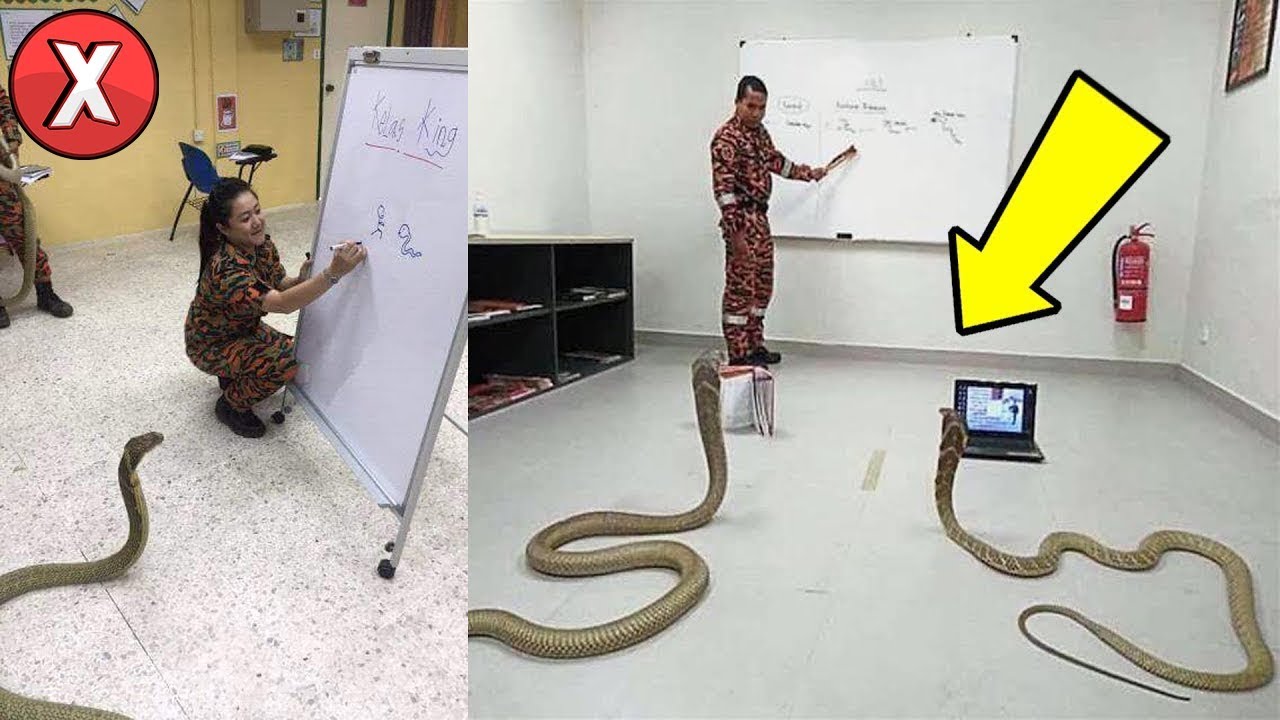 TOP 07 ANIMAIS MAIS INTELIGENTES DO MUNDO l Almanaque x