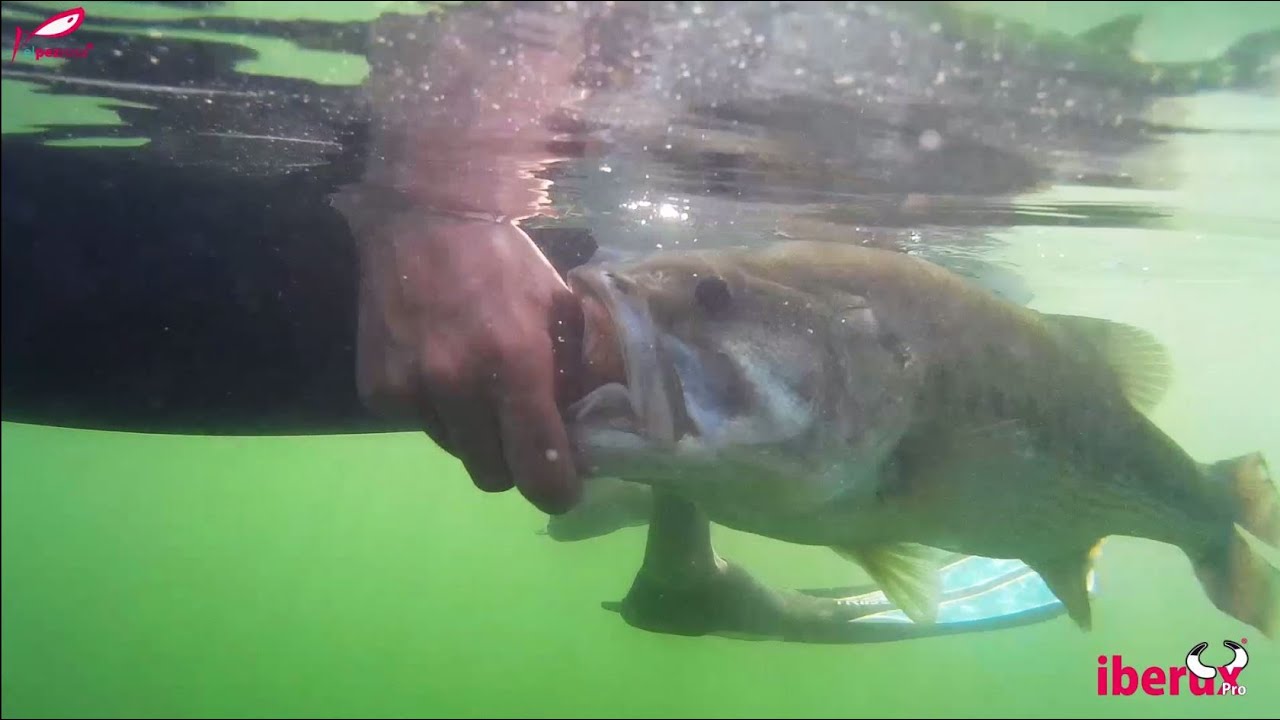 Pesca de Black Bass con Black Minnow y Tailwalk desde el pato Iberux Pro