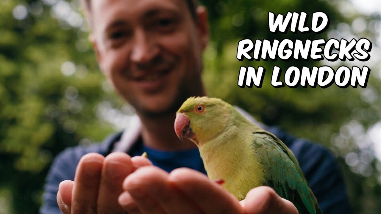Wild ringnecks in London