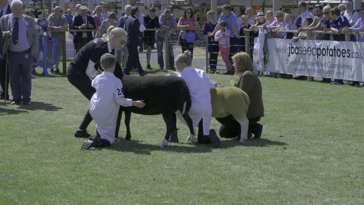 Royal Highland Show 2018 Sheep