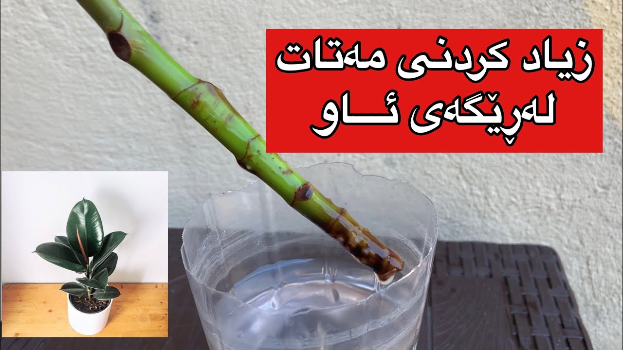 زیاد كردنی گولی مەتات لە ڕێگەی ئاونە ئاسانترین ڕێگا#flowers #زراعة #plants #agriculture #rahelaziz