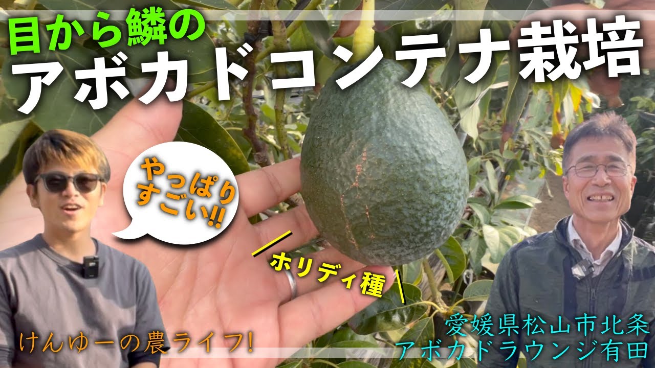 【目から鱗】これは必見です！多品種アボカドコンテナ栽培！すごい工夫！育種・育て方！【愛媛県 アボカドラウンジ有田さん】