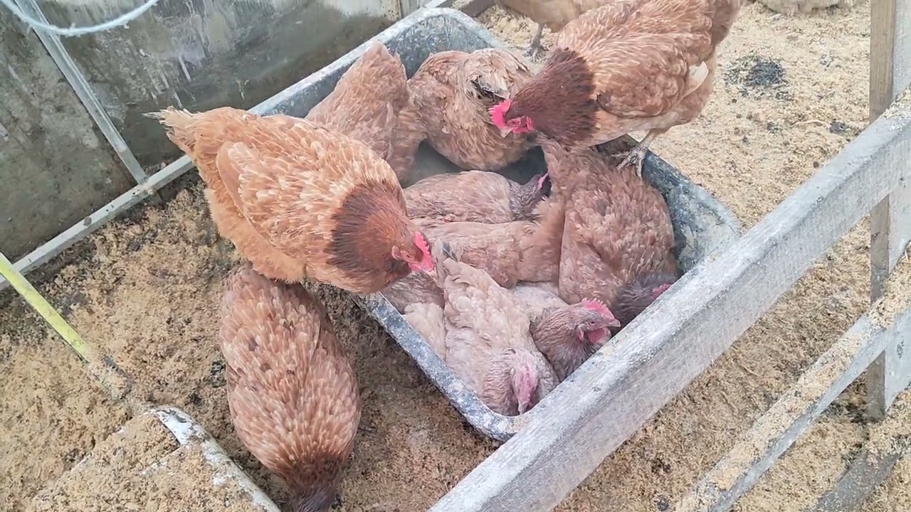 Ekologiczne Kury Na Zimowym Wybiegu Czyli Jak Się Robi Eko Jajka 24/h