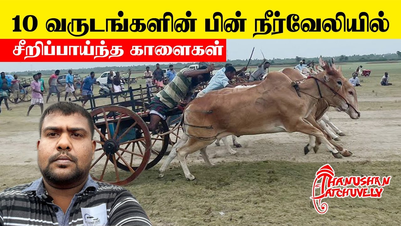 10 வருடங்களின் பின் நீர்வேலில் சீறிப்பாய்ந்த காளைகள் | Bullock ride | Neervely | Jaffna