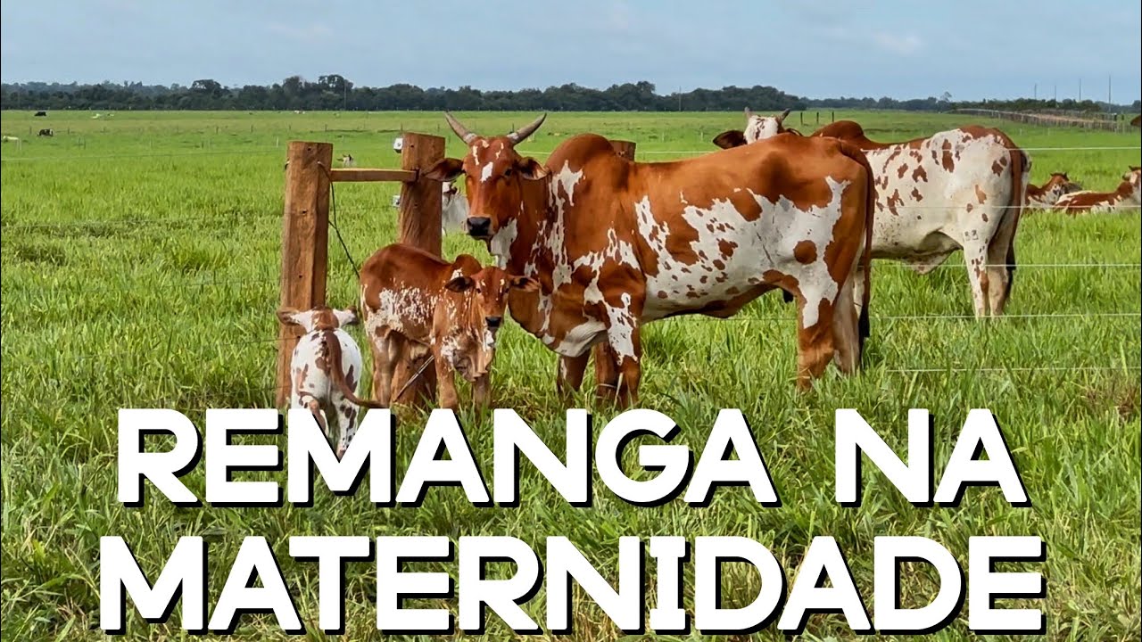 Fazendo a cerca da Remanga. Pra que serve a Remanga? - EP 23