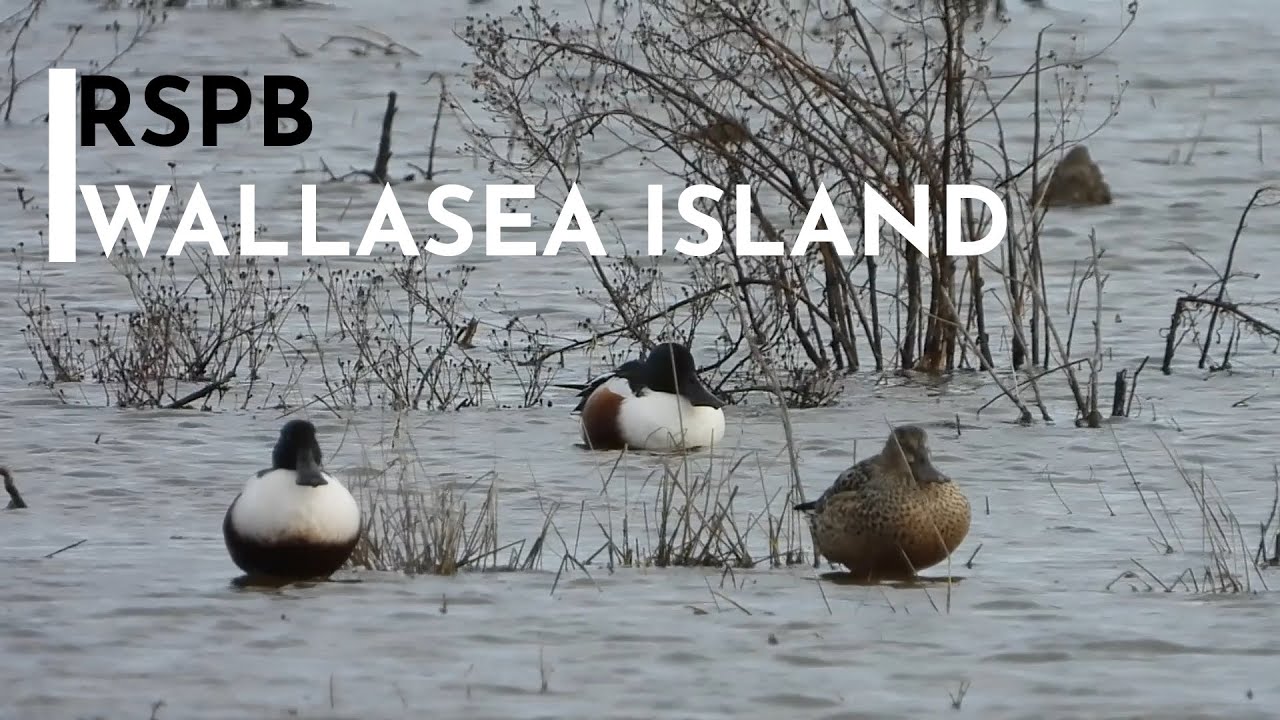 RSPB: Wallasea Island Nature Reserve [10th February 2023]