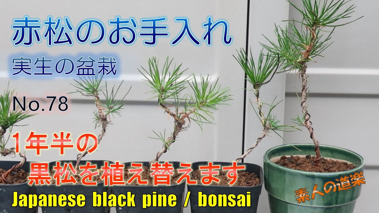 １年目の黒松の植え替え　No.78
