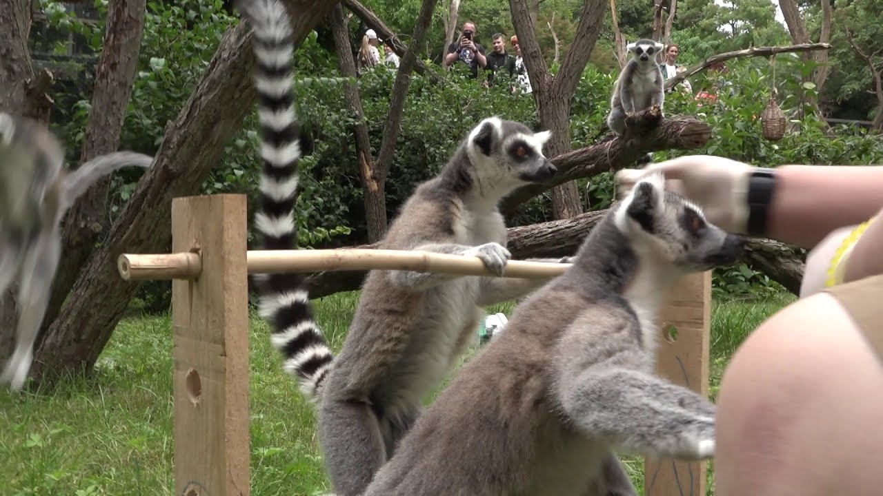 Pozitivní trénink v Zoo Praha: Lemuři kata spolupracují za sladké odměny