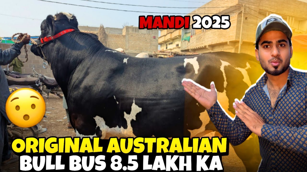  ITNA BARA AUSTRALIAN BULL🐂 SIRF 8.5 LAKH MEIN | MALIR MANDI 2025 | AUSTRALIAN BULL 2025 VLOG 