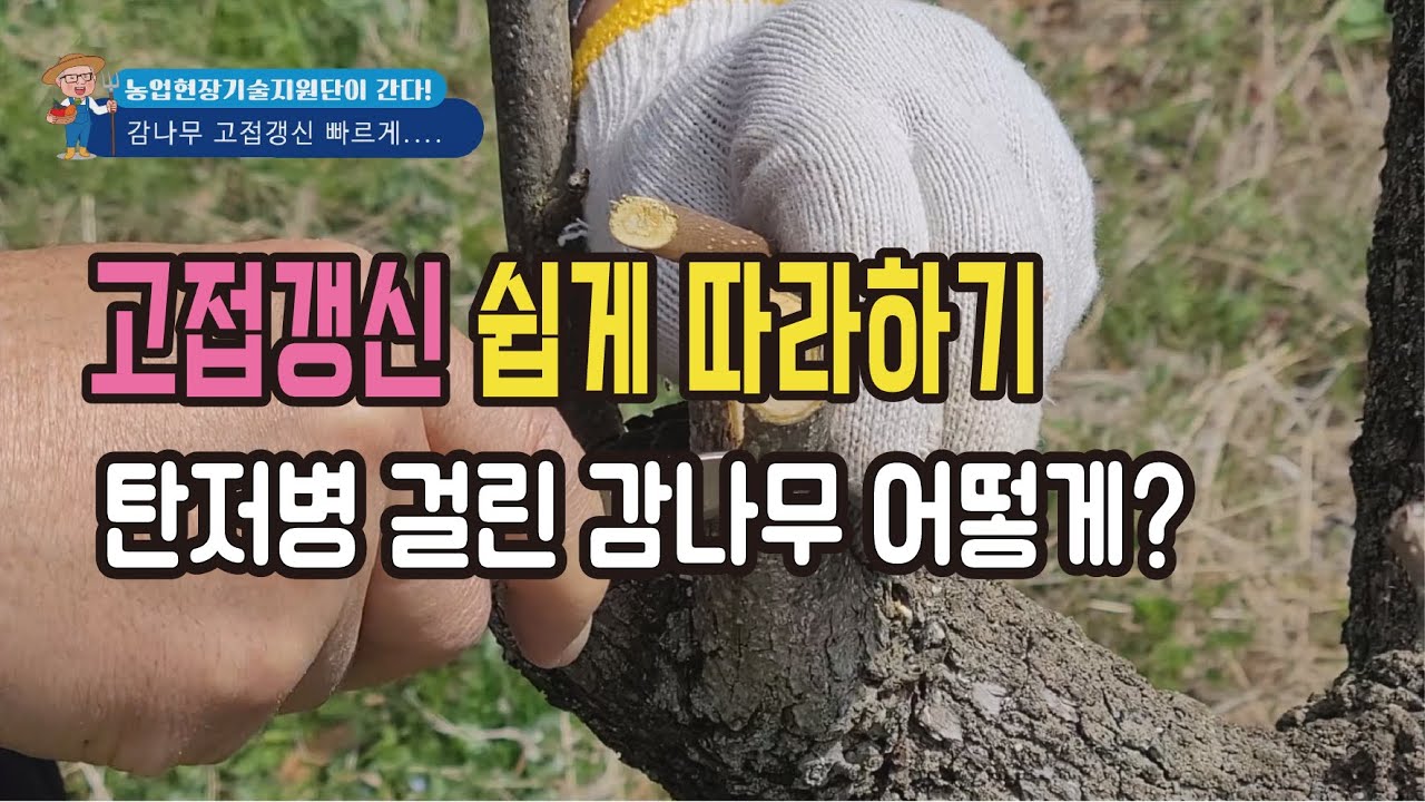 감나무 고접갱신 쉽게 따라하기, 탄저병 걸린 감나무 어떻게 관리할까요?