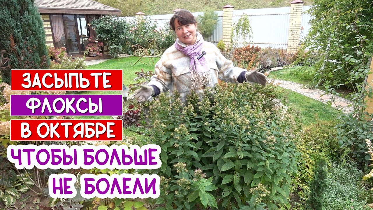 ФЛОКСЫ БОЛЬШЕ НИКОГДА НЕ ЗАБОЛЕЮТ - 100% проверено! Показываю, как вылечить флоксы в октябре.