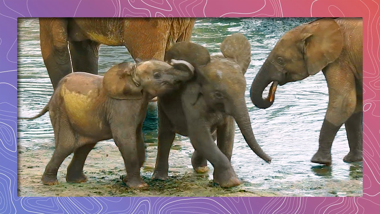 Elephant Babies Push And Shove In The Mud, Frustrating Mom