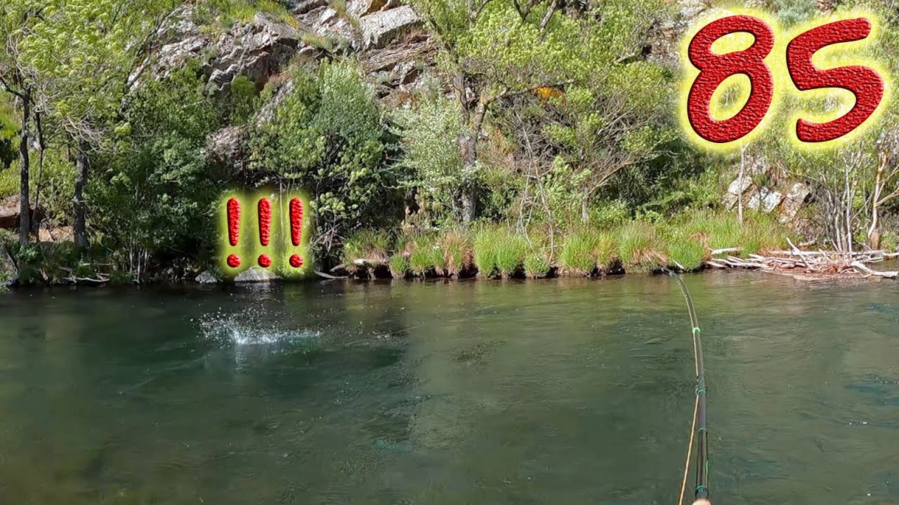 Una buena tarde de pesca 🎣 Ninfa, viento y truchas activas || #85